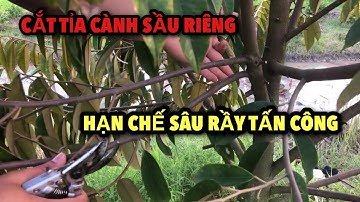 Cắt tỉa tạo tàn sầu riêng | Hạn chế sâu rầy tấn công làm hư cơi đọt. SCNV 0939.051.123
