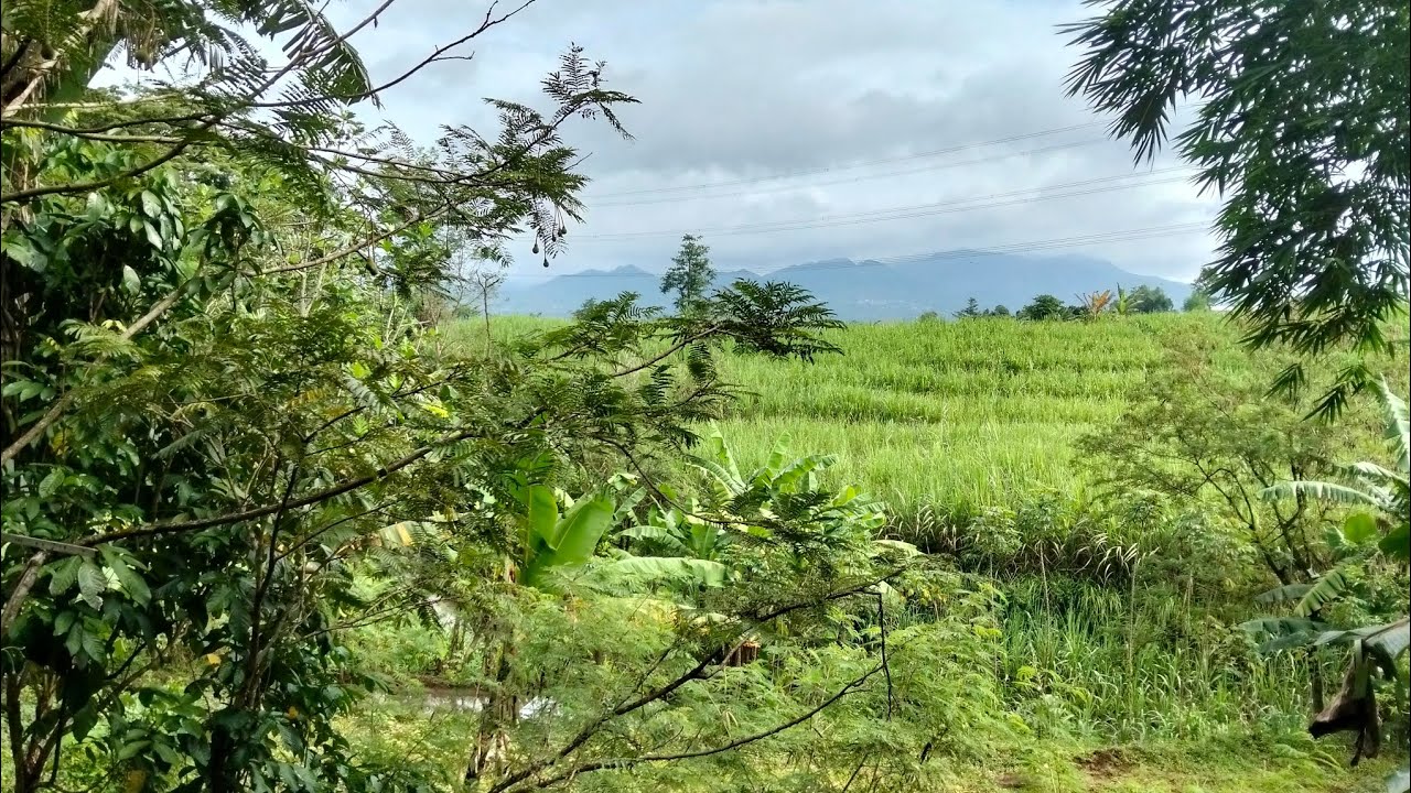 Jenis jenis tanaman yang banyang di tanam banyak orang