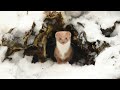 Filming Wildlife in Winter | Discover Wildlife | Robert E Fuller