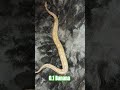 0.1 Banana #banana #sweet #bananaboat #available #cute #cutie #cutiepie #bananas #sweetish #reptiles