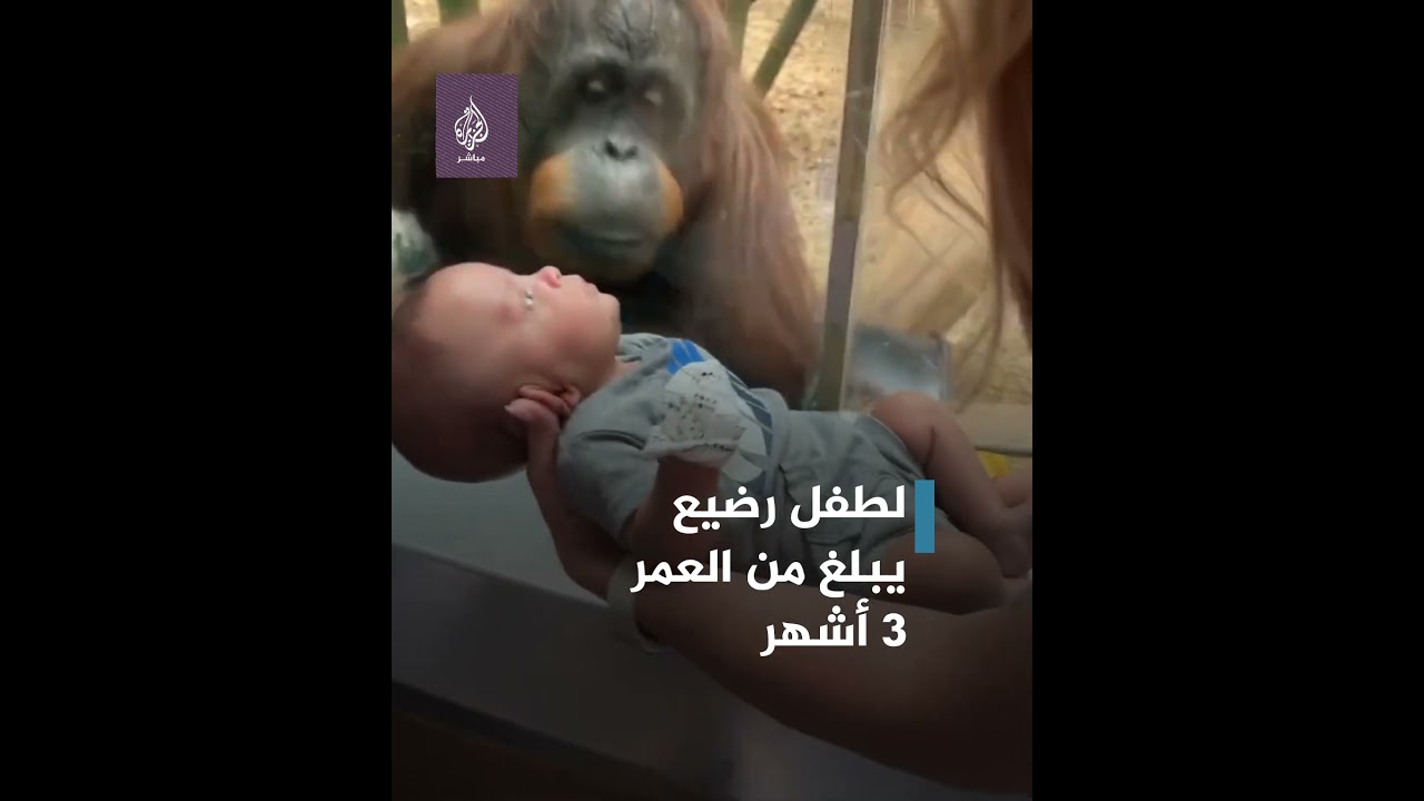قرد يطلب إلقاء نظرة فاحصة على طفل رضيع