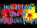 How to Take Care of Hibiscus Plant for Heavy Flowering in Winters ? || गुड़हल की देखभाल कैसे करें ?