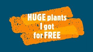 Huge Plants I Got For Free