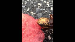 Baby turtle loves watermelon CUTE