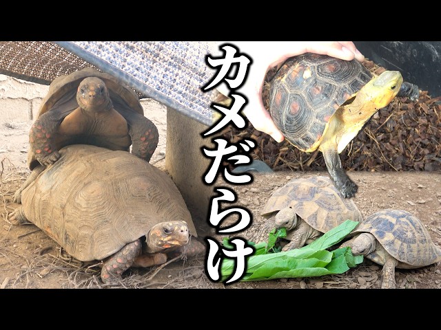 3588 外国切手 ベリーズ 1990年 カメ 亀 シリーズ 6種完 3588 外国切手 ベリーズ 1990年 カメ 亀 シリーズ 6種完