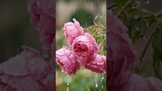 Rainy Rose Garden Ambience |  Relaxing Nature Sounds ASMR Deep Sleep#shorts