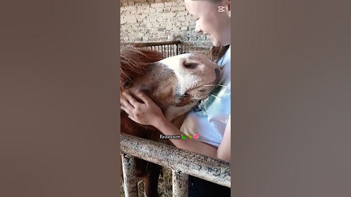 Wsm wstawie bo why not, słodki jest i coraz bardziej mi ufa zauważyłam🥹💞 #fy #horse #pony #dc #viral