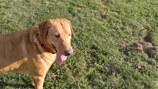 Yard time with Stella and her dog friend Beau 🐶♥️| Dogs Playing | Pet Friendly by Pet Friendly 56 views 1 year ago 2 minutes, 3 seconds