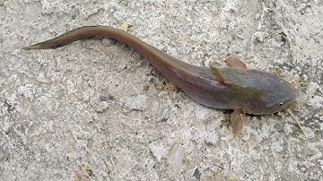 câu cá dính cá ngát bạch tạng , cá út , cá sủ vàng , lịch cũ đem về ăn chống dịch / nhàn TV