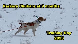 Parkers Chukars at 9 Months by Upland Wild 326 views 1 year ago 19 minutes