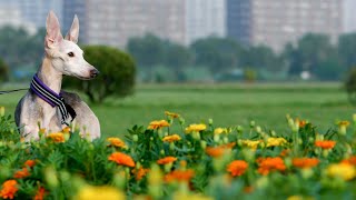 Dental Care Tips for Italian Greyhounds