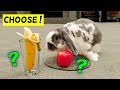 Rabbit chooses between his favorite snacks!