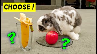 Rabbit chooses between his favorite snacks!