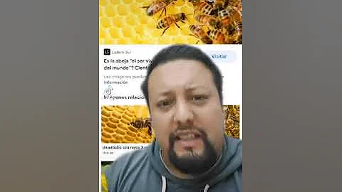 ¿Cómo se llama una abeja macho?