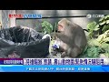 「持槍驅猴」惹議 壽山動物園：緊急情況嚇阻用｜三立新聞網 SETN.com