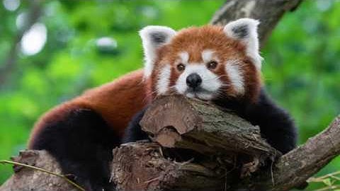 The Red Panda - The Wild Animal Documentaries