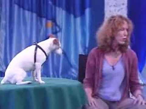 ANIMAUX - ANIMALS: Genious dog / chien savant