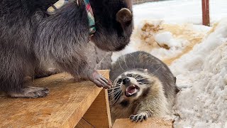 Funny reaction of a raccoon Gora with Timothy / Raccoons get to know each other