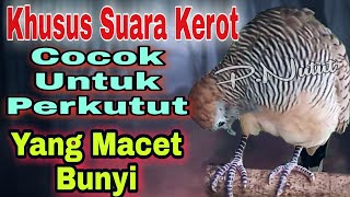 khusus suara kerot koar bekur terapi burung perkutut ampuh