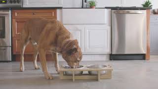 Rise Pet Bowl Stand, For Medium Dog Bowls – Basis Products