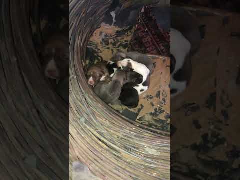 كوتومتو كوتومتو مقالب ضحك كوميديا