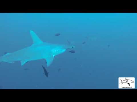 DANISHARK - Galapagos 2016 -