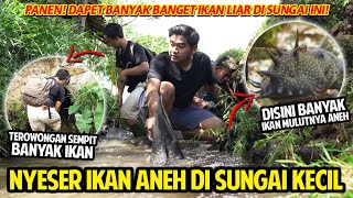 PANEN IKAN ALIEN LIAR PENGHUNI SUNGAI! NYESER IKAN ANEH DI SUNGAI KECIL! SAMPE MASUK TEROWONGAN!