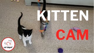 Kitten Cam - Playing with our Food! by Cat Depot 146 views 1 year ago 5 minutes, 10 seconds