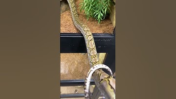 Pure Super Dwarf Reticulated Python #shorts #snake #animals #pets