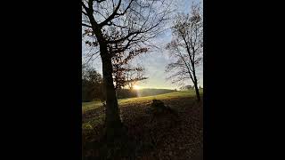 Autumn Trees