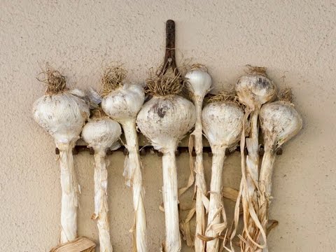 Basic Info On Hardneck, Softneck, & Elephant Garlic