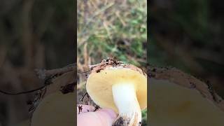 А вы любите собирать грибы ?🍄🟫