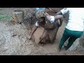 Batismo 2018 no Instituto Medio de Fauna e Ecoturismo AEGM