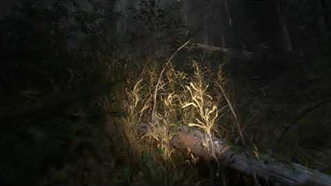 Unreal Engine 5 - MAWI - WOW!Nature - Creepy Forest Test #unrealengine #UE5 #gamedev