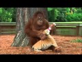 Orangutan babysits tiger cubs animalsmedia