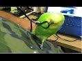 Very naughty bird plays with headphone cable  pedro 33 liz kreate
