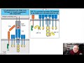 4.3: Antigen Recognition by TCRs