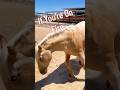 #StopDropAndRoll #funny #horsevideo #horse #training #memes #buck & #play #palomino #reining #fyp