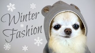 Tiny Cedric Models Winter Dog Fashion 😉