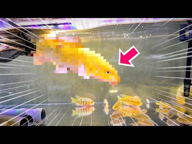 棄てられた黄金の魚を捕獲！水槽へ入れてみると… - YouTube