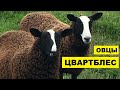 Разведение овец породы Цвартблес как бизнес идея | Овцеводство | Овцы Цвартблес