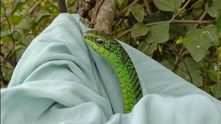 Africa's MOST VENOMOUS snake !! Hard to believe 😲