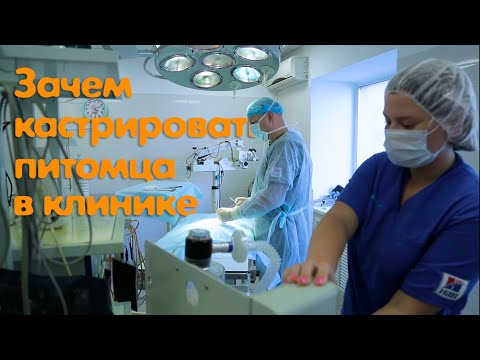 Кастрация животных – Ветдоктор – ответ 6