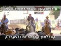 Toros en trashumancia: ganado bravo en Sierra Morena |Toros desde Andalucía