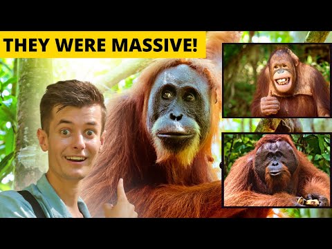 Video: 5 steder at se orangutanger på Borneo