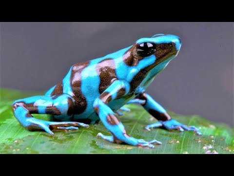 10 Most Beautiful Frogs on Planet Earth