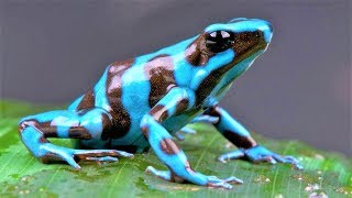 10 Most Beautiful Frogs on Planet Earth