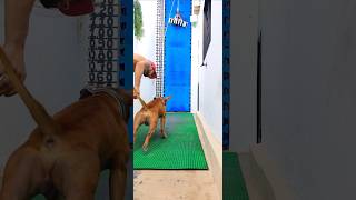 Traditional Fat Apbt, Scaling Training With My Pitbull