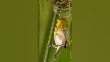 🐦 Dating is HARD: The Bird that Builds DOZENS of Homes!