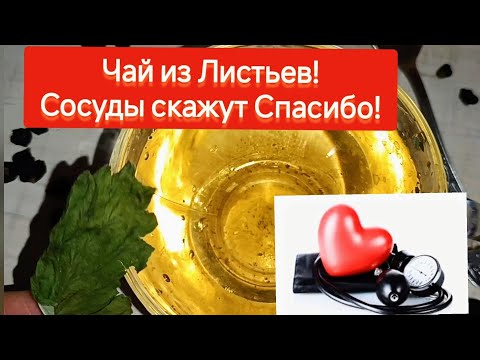 Скорая Помощь для Сосудов и ещё 7 Причин Пить Чай из Листьев Прямо Сейчас!